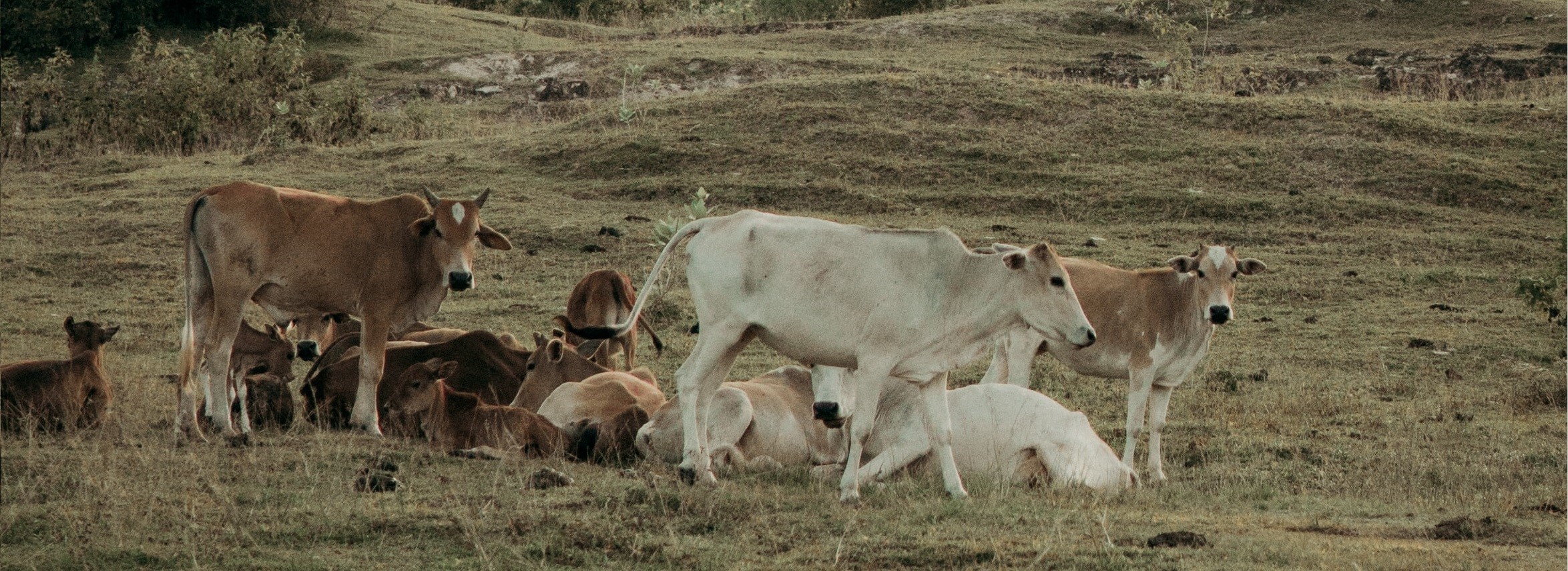africancows